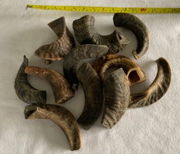 Lamb Horn
