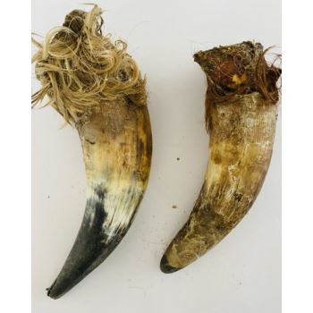 Cow Horns with Marrow