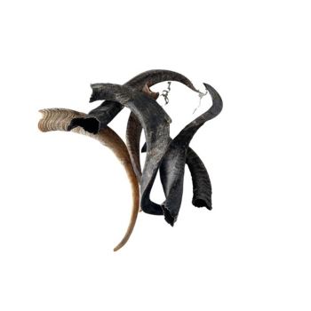 Goat Horn