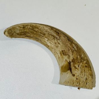 Lamb Horn Marrows