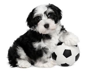 Does Your Dog Prefer Your Kids' Toys? Charlie Does!