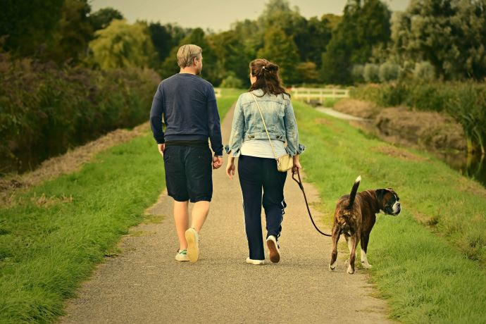 Stay safe on your dog walks