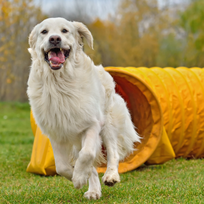 Dog Agility for Beginners: Unleashing the Fun and Bonding with Your Canine Companion