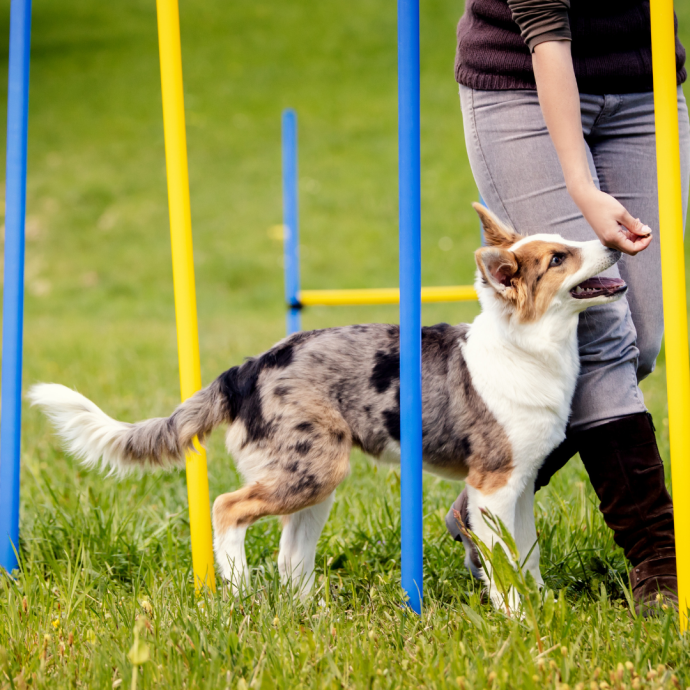 Embarking on the Agility Adventure: Finding Dog Agility Near You