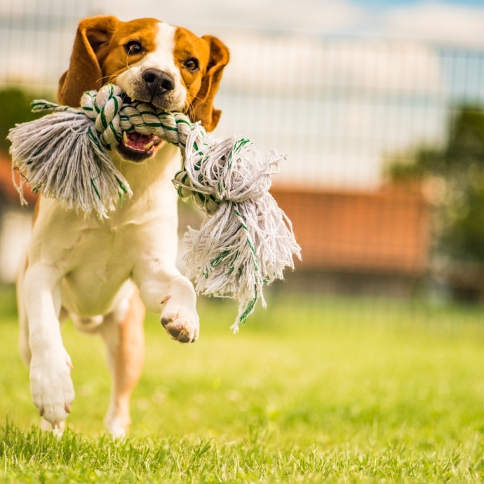 Summer Training Fun: Engaging and Exciting Ways to Bond with Your Canine Companion 
