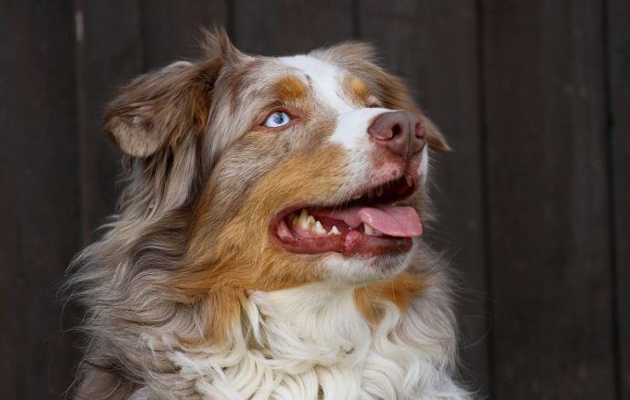 WARNING- THERE IS NO ANTIDOTE FOR IVERMECTIN TOXICOSIS