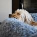 Anxiety Reducing Silver Fluff Dog Beds
