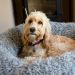 Anxiety Reducing Silver Fluff Dog Beds