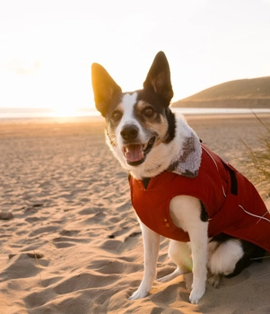 dryrobe® Dog Burnt Orange