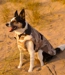 dryrobe® Dog Sand Camo
