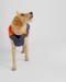 Dryrobe DOG - Dark Grey/Orange