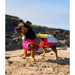 Abstract - Dryrobe® Dog