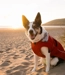 dryrobe® Dog Burnt Orange