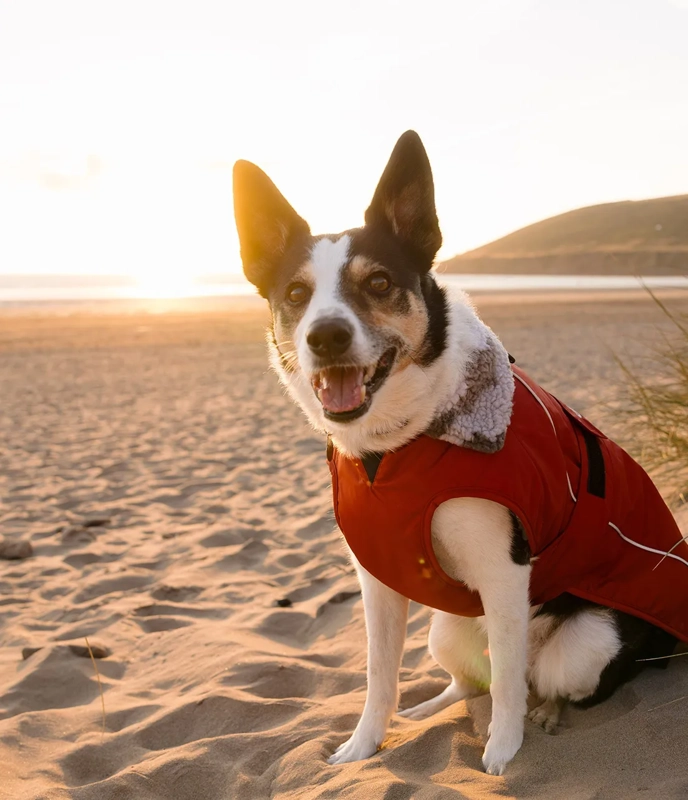 dryrobe® Dog Burnt Orange