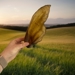 Air-Dried Buffalo Ears (large)