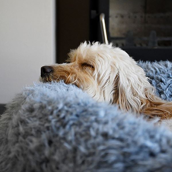 How anxiety reducing dog beds really do work